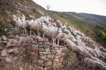 Evening distillation of the herd. Herd of sheep is move. Driving a huge herd of sheep and sheep...