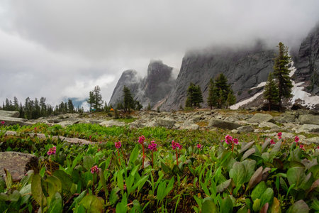 Camping in the remote rainy mountains. Atmospheric forest landscape with coniferous trees in low...
