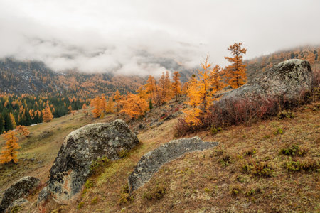 Autumn mountain slope with big granite boulders and golden larches. Atmospheric forest landscape with trees in low clouds in rainy weather. Mysterious scenery with mountain forest in thick fog.の写真素材