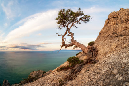 Autumn landscape with old dry pine on the rock. Beautiful Crimean pine tree on sea shore at colorful pink sunset. Novyi Svit, Crimea peninsula.の写真素材