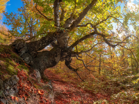 Gnarled old beech tree in a sunny autumn forest. Mighty tree covered by moss with orange leaves in...