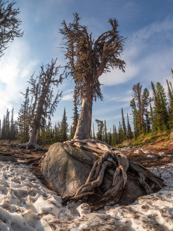 Falling old gnarled mountain coniferous tree was shot with a wide-angle lens. Taiga, spring mystical...