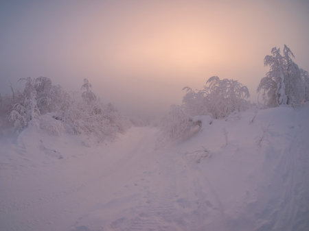 Soft focus. Morning foggy pink frosty forest road. Snowmobile trail through the winter morning forest through snow-covered fir trees on the slope.の写真素材