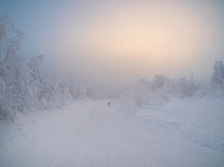 Soft focus. Morning foggy frosty forest road. Snowmobile trail through the winter morning forest through snow-covered fir trees on the slope.の写真素材