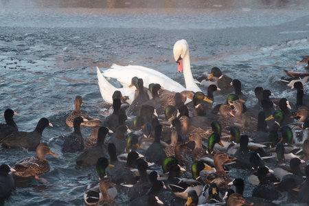 White swan among many ducks on the lake. The swan is surrounded by ducks. Birds feeding in winter.の写真素材