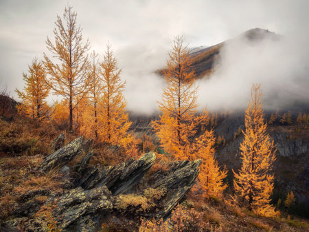 Mountain in the fall, twilight, rocks and golden larches. Beautiful autumn landscape, valley with...