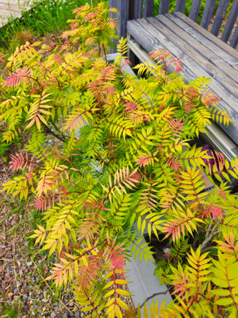 Rowan-leaved mountain ash. Autumnal colors in the garden. Yellow and orange foliage. Vertical view.