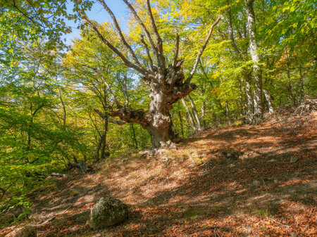 Sunny autumn beech forest. An old stout tree, picturesque autumn nature. A dense forest in deciduous season.の写真素材