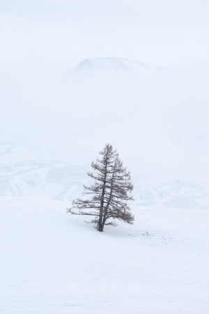 Snow storm. A larch trees with a snowy mist. Minimalistic winter natural background. Copy space.の写真素材