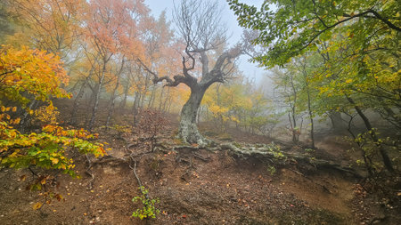 Panoramic view of the beautiful misty autumn forest. Trunk of an old beech tree on a mountainside....
