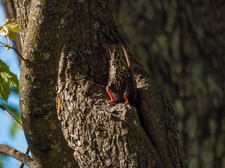 Common starling. Starling's tail sticks out of the hollow. Concept of the International Day of Birds.の写真素材