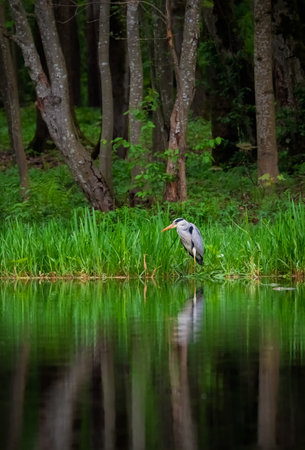 Beautiful Gray Heron on a forest lake in the green grass. Herons in the wild. Vertical view.の写真素材