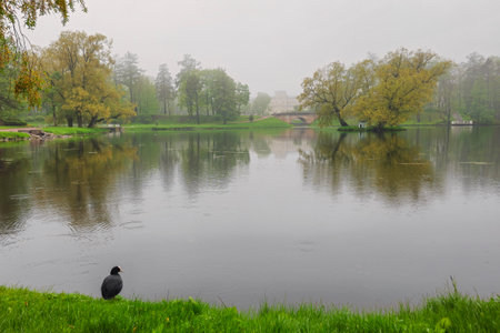 Rainy spring park. Rainy melancholy. Black Grebe bird sits alone on the shore of the lake. Foggy rainy landscape with empty park in Gatchina. Russia.の写真素材