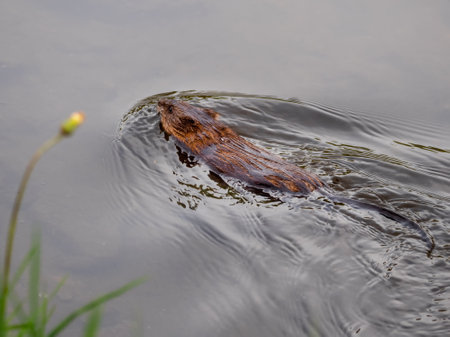 A muskrat swims along the shore of the lake. Close up.