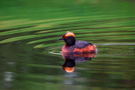 Horned grebe swimming in a dark lake, close up. Podiceps auritus. Concept of the International Day...