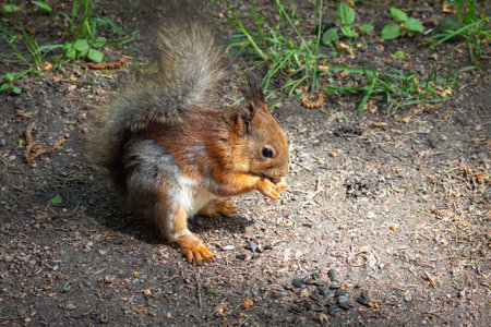 Red squirrel stands in the park on the ground and eats a sunflower seed, close up.の写真素材