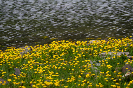 Small yellow flowers on a backdrop of yellow flower fields. Shore of a lake in the Alps with flowering. Beautiful nature background.の写真素材