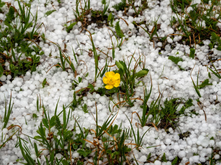 Flower and hail. Small yellow flower in the middle of a hail-strewn meadow. close-up Particles of large hail lie in the green grassの写真素材