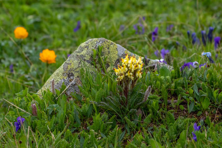 Close up the flowers Pedicularis oederi in the mountain. Flowers that grow in the high mountain tops. The habitat of endemic and rare flowers. Breathtaking mountain landscapes.の写真素材