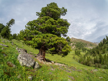 A mighty century-old cedar tree on a green mountainside. Terektinsky ridge, Altai.の写真素材