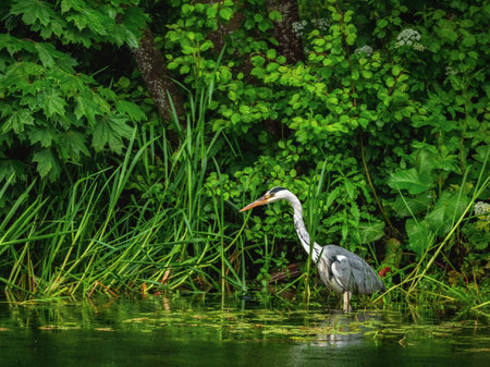 Beautiful gray heron hunts in the dense green foliage. Herons in the wild. Concept of the International Day of Birds.の写真素材