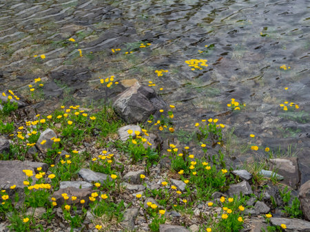 Marsh marigold bushes bloom under glacial water. In the spring in the mountains, after the glaciers...