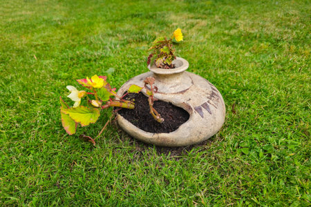 Amphora in the yard, pot with a plant in the garden. An element of landscape design, a flowering begonia in a pot. A green lawn.の写真素材