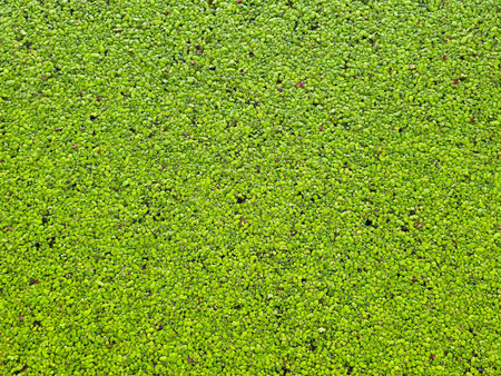 The water in the lake is completely covered with duckweed. It forms a natural background with floating algae. This environment provides food for birds and protection from mosquitoes.の写真素材
