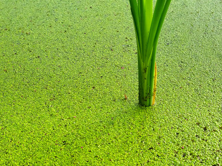Calamus ordinary and water in the lake is completely covered with duckweed. It forms a natural background with floating algae. Environment provides food for birds and protection from mosquitoes.の写真素材