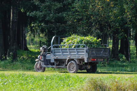 Field works, harvested mown grass and leaves in the park. Green waste from the park in a trailer.の写真素材