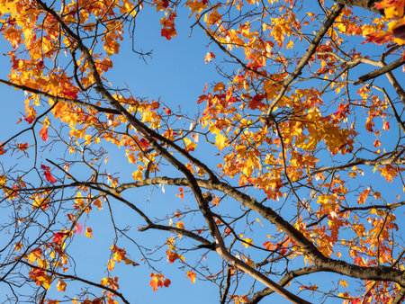 Autumn maple tree with yellow leaves on sunny blue sky background