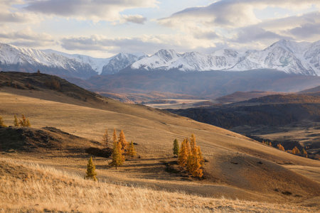 Foothills in late autumn and early winter. Scenic motley autumn landscape with yellow larch trees on sunlit snow hill and snow mountain range under blue sky. Vivid autumn colors in mountains. Altai.の写真素材