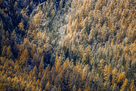 Autumn forest background, aerial view. First snow covered the mountain forest slopes. Beautiful natural background.の写真素材