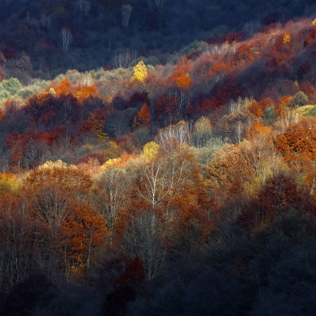 Autumn colors. Red and orange autumn forest on hills against the backdrop of dark mountains. Square...