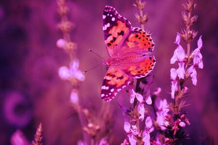 Beautiful pictures of butterflies in nature.の写真素材