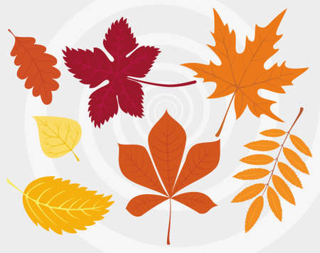 Set of colorful autumn leaves. Isolated vector symbols set of autumn elements. Simple design. Flat style vector illustration, colored leaves isolated set.のイラスト素材