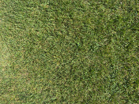 Green grass texture can be use as background. Golf Courses green lawn pattern textured background.の写真素材