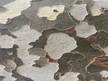 Plane tree bark background or texture in camouflage colors with empty space for text or slogan. Sycamore tree bark close up. Beautiful coloring of the bark of the sycamore tree.の写真素材