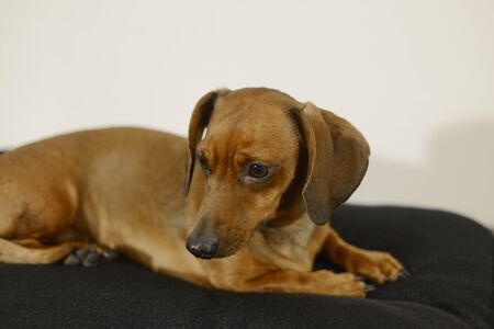 dog breed dachshundの写真素材