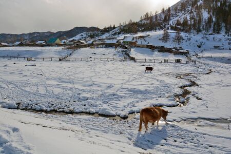 Cow near a stream in winterの写真素材