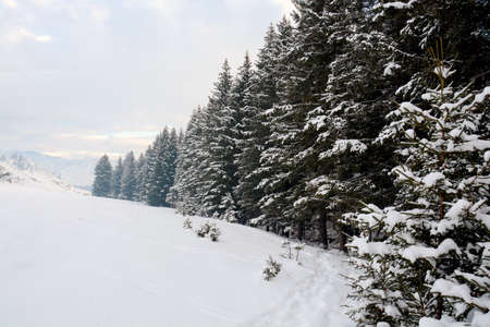 Spruce branches in the snow, winter forestの写真素材