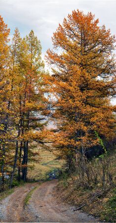 Autumn dirt road larch forest, Altai Mountains