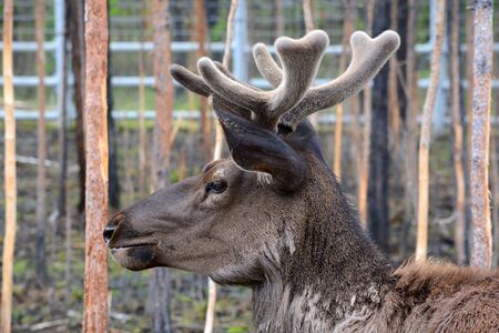 reindeerの写真素材