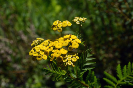 tansyの写真素材