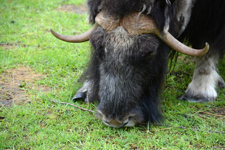 musk-oxの写真素材