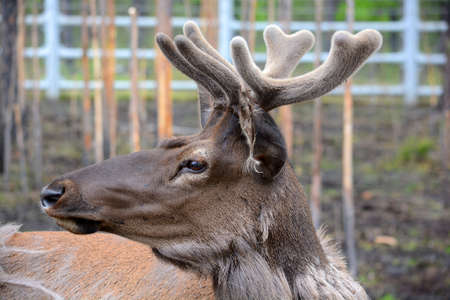 reindeerの写真素材