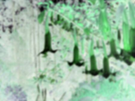 flowers blurの写真素材