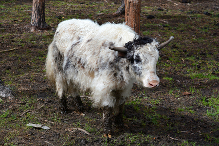musk-oxの写真素材