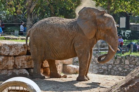 elephantの写真素材