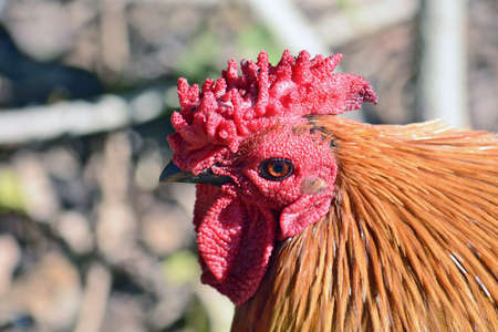 roosterの写真素材